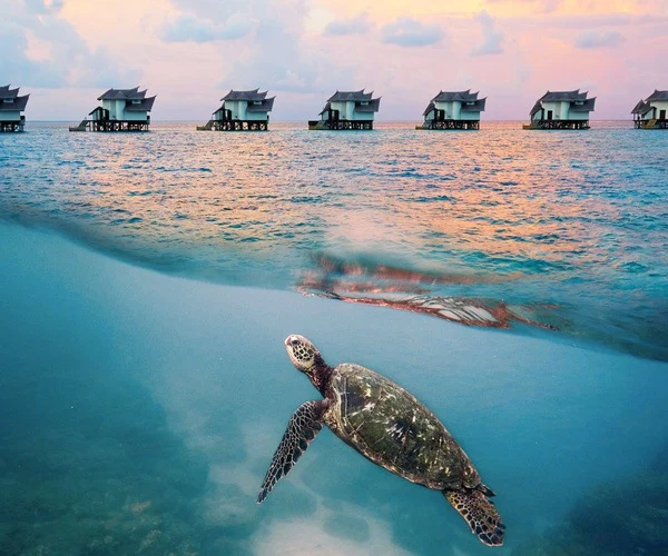 Turtle in shallow Maldives water beneath overwater villas.