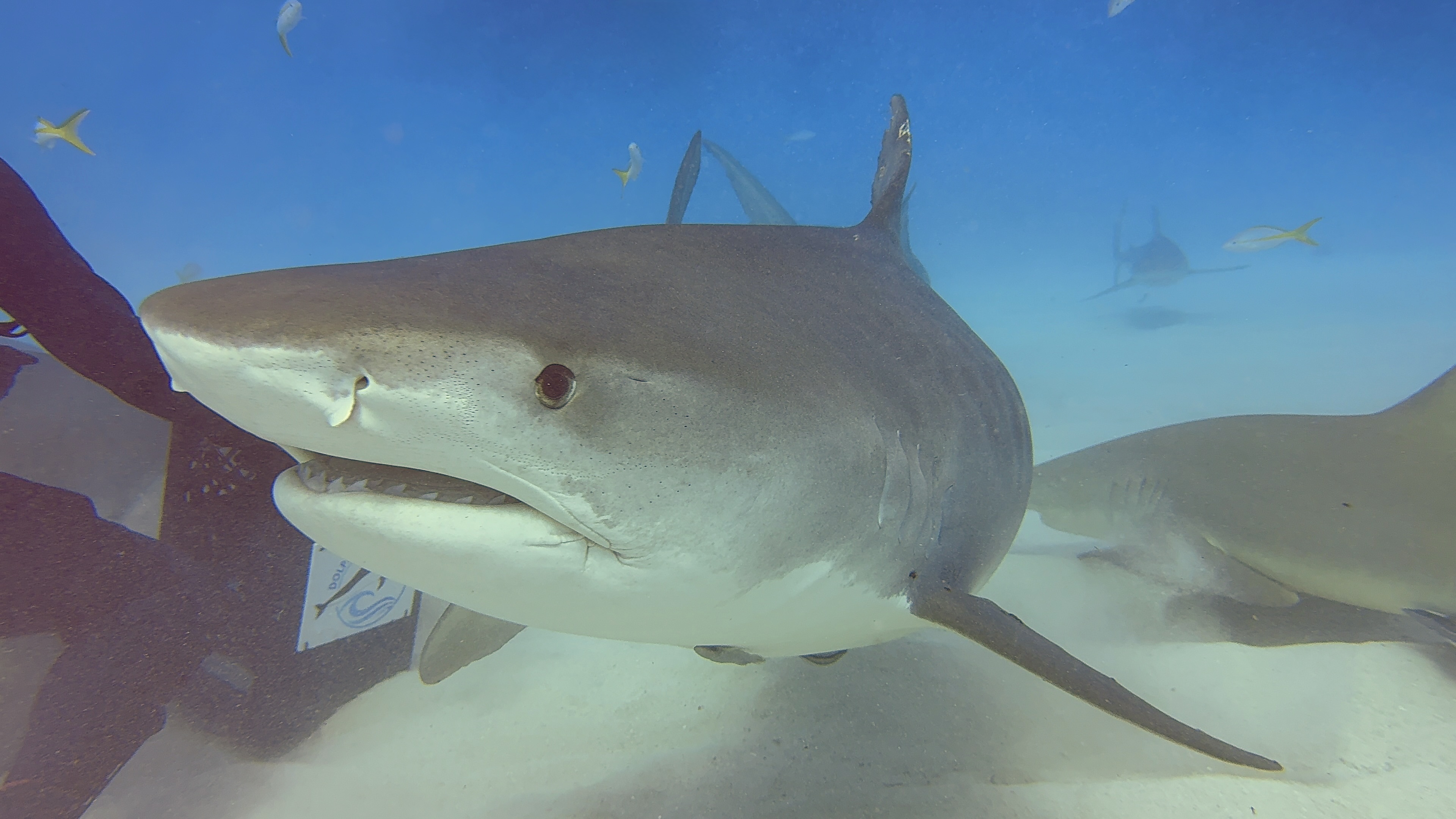 A tiger shark passing very close in the Bahamas.