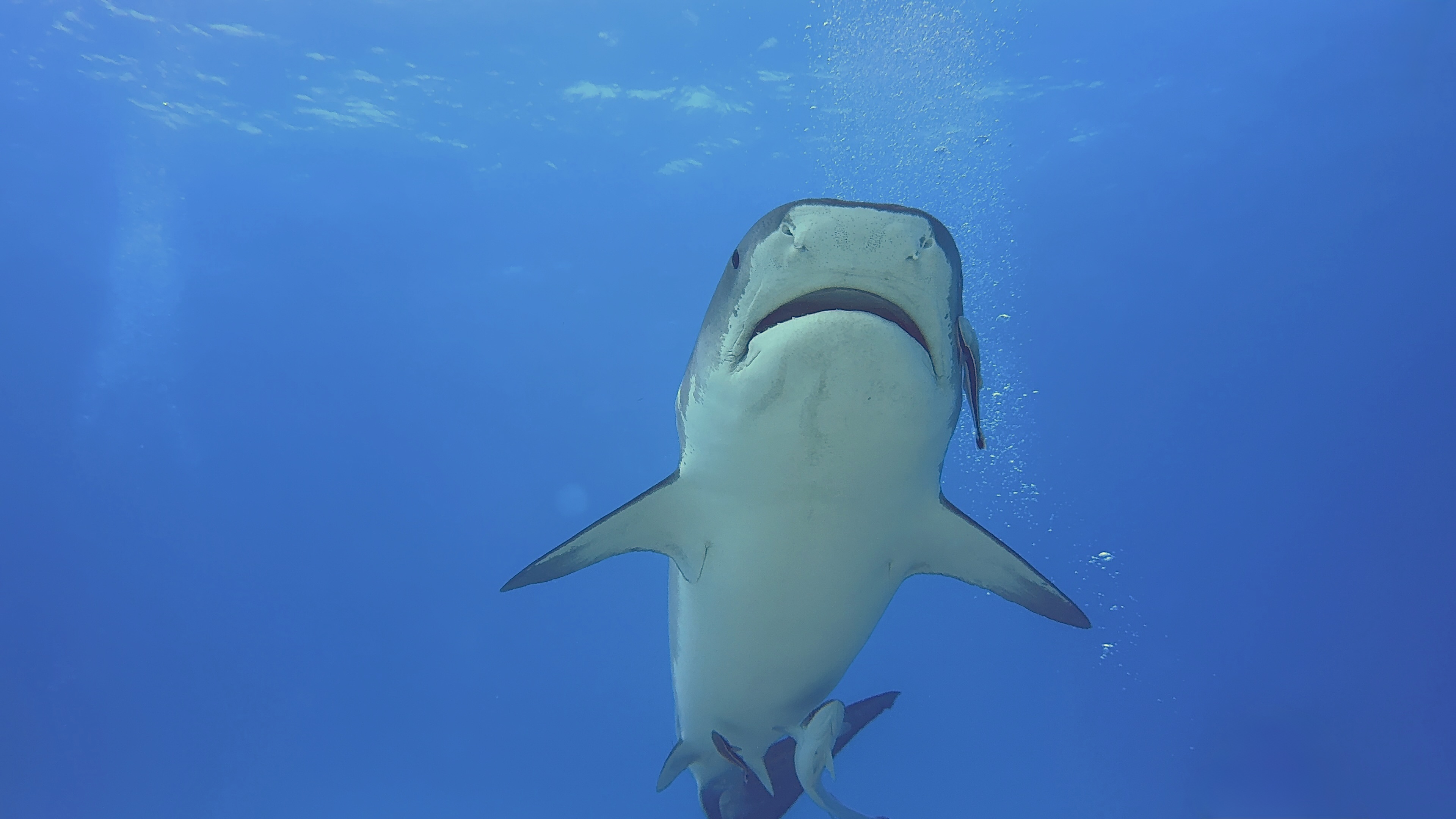 A tiger shark seen head-on in clear Bahamian water.