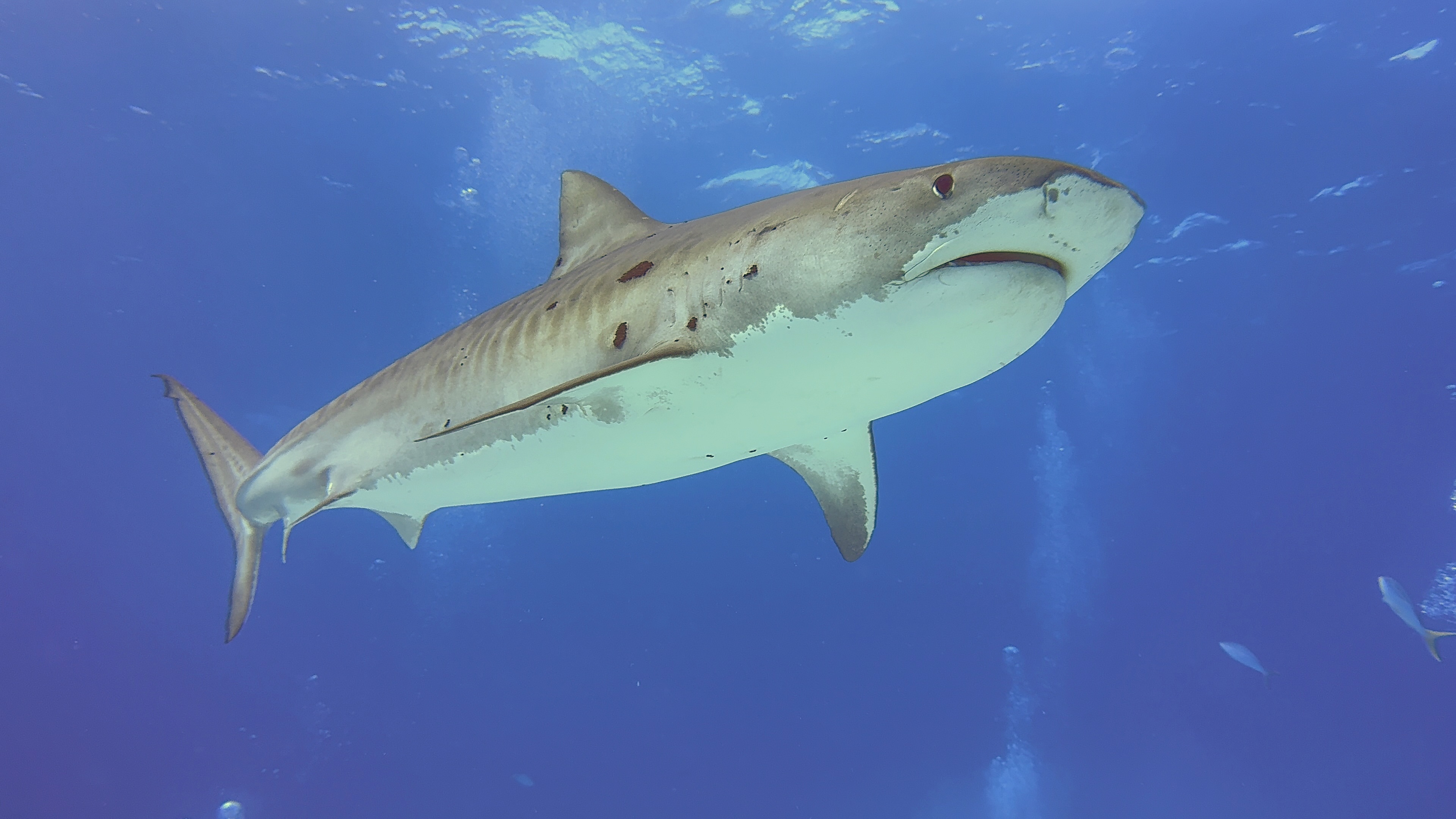 A tiger shark cruising through clear Bahamian water during a tiger shark diving trip.