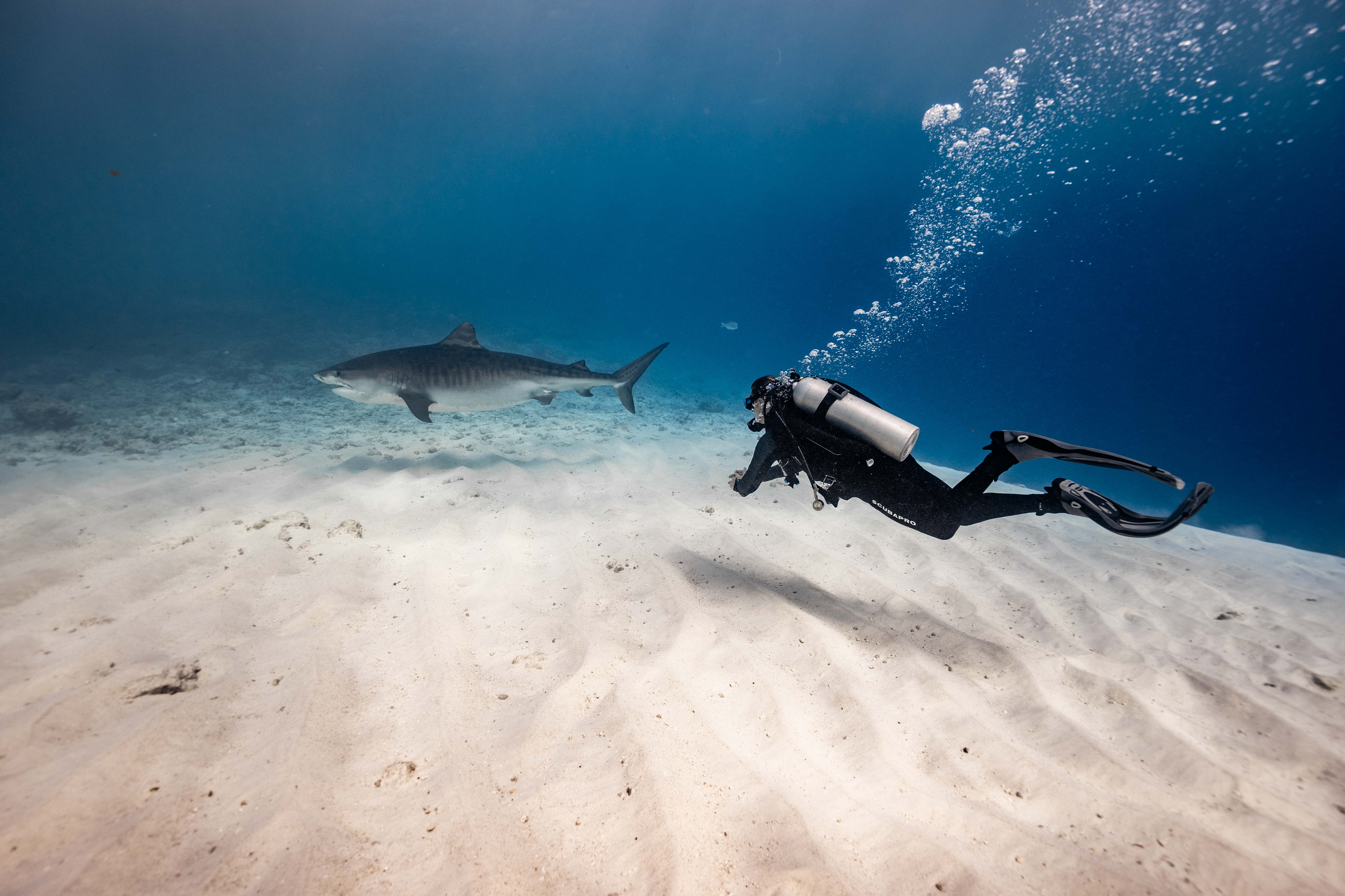 A tiger shark swims across the Maldives seabed with a diver in the distance.